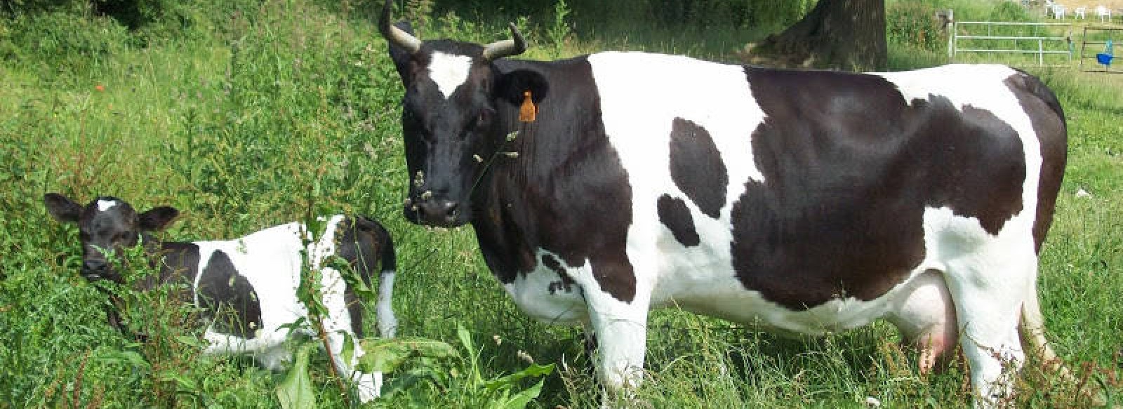 LA FERME D'HELIACYNTHE - VIANDE DE BOEUF