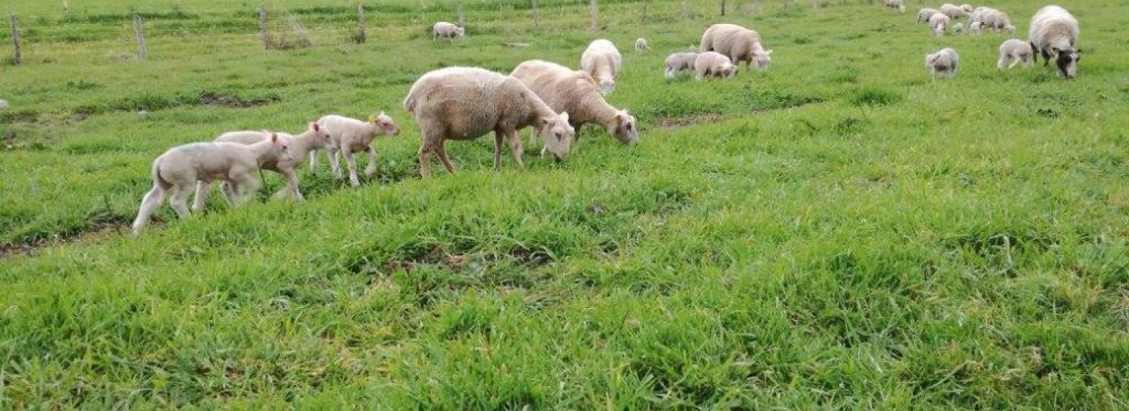 GAEC DES PRAIRIES ANGEVINES