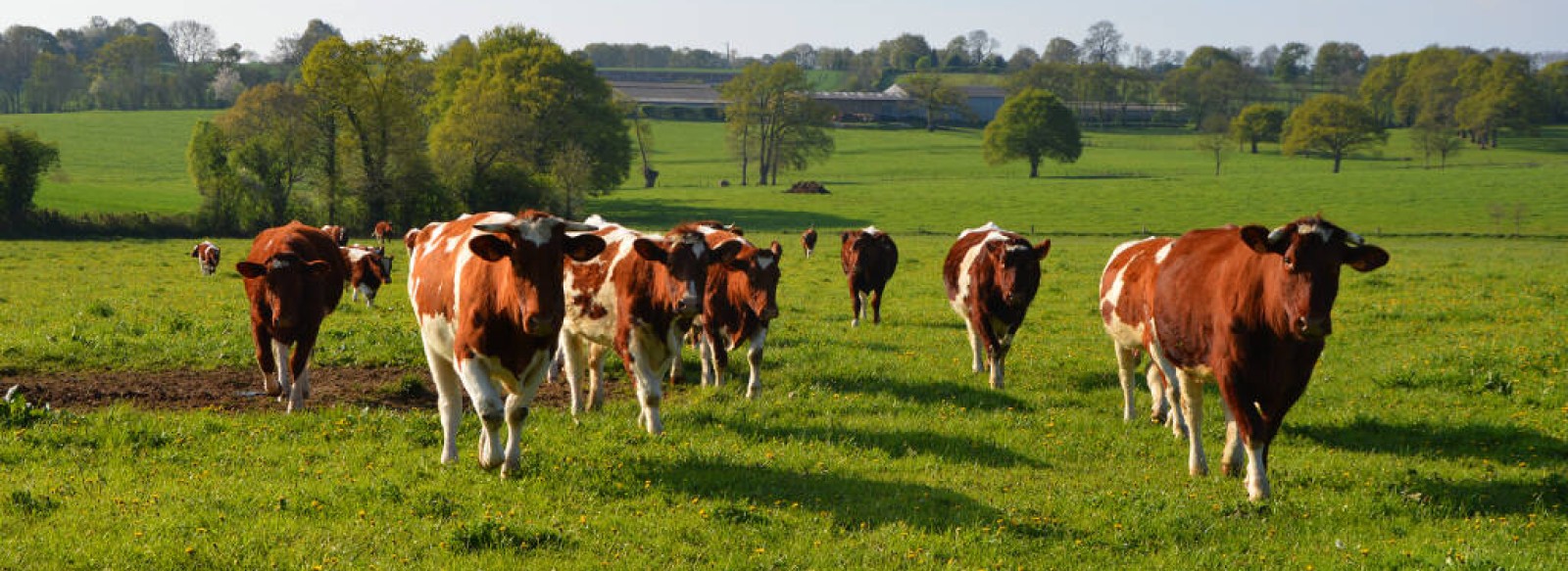 GAEC Debosque - Vente de viande AOP Maine-Anjou