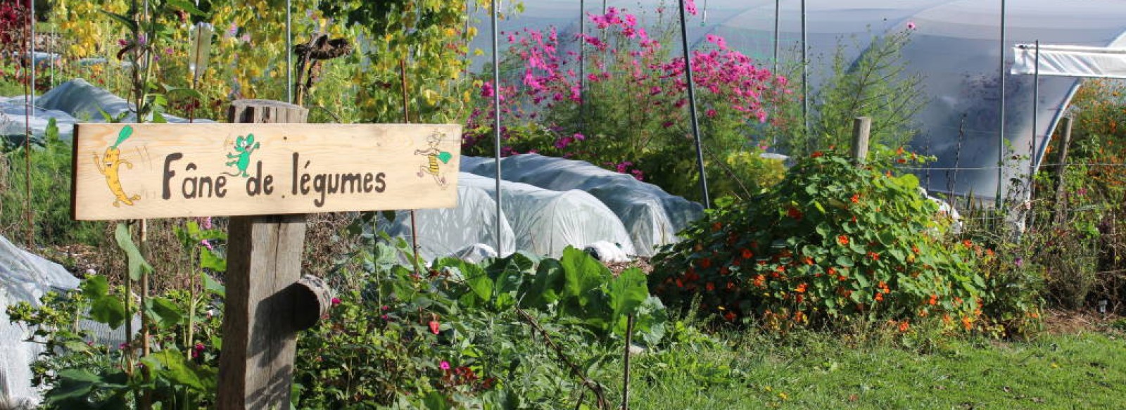 FANE DE LEGUMES