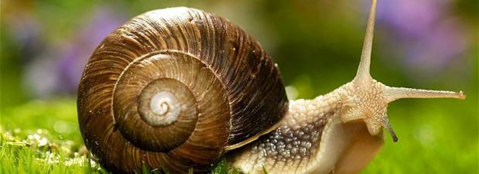 LA BICOQUE, ELEVAGE ESCARGOTS ET PERMACULTURE