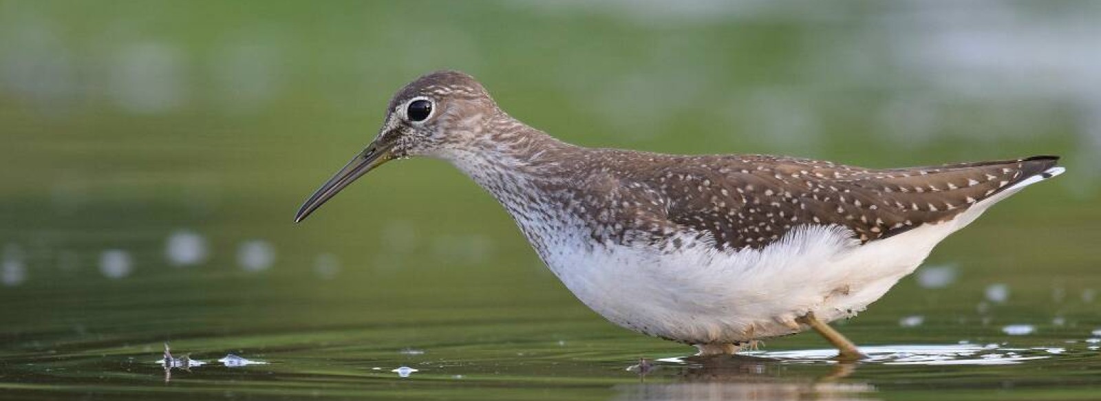 Randonnee numerique " a la decouverte des oiseaux"