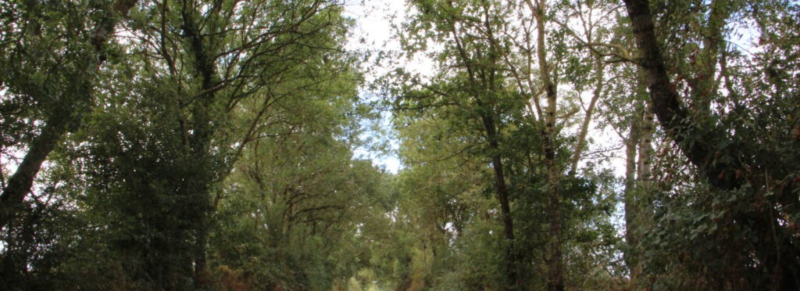 Circuit de l'etang du Perchage - La Chapelle Saint-Sauveur