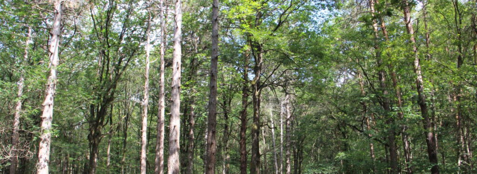 Circuit de l'Oree des bois - Riaille