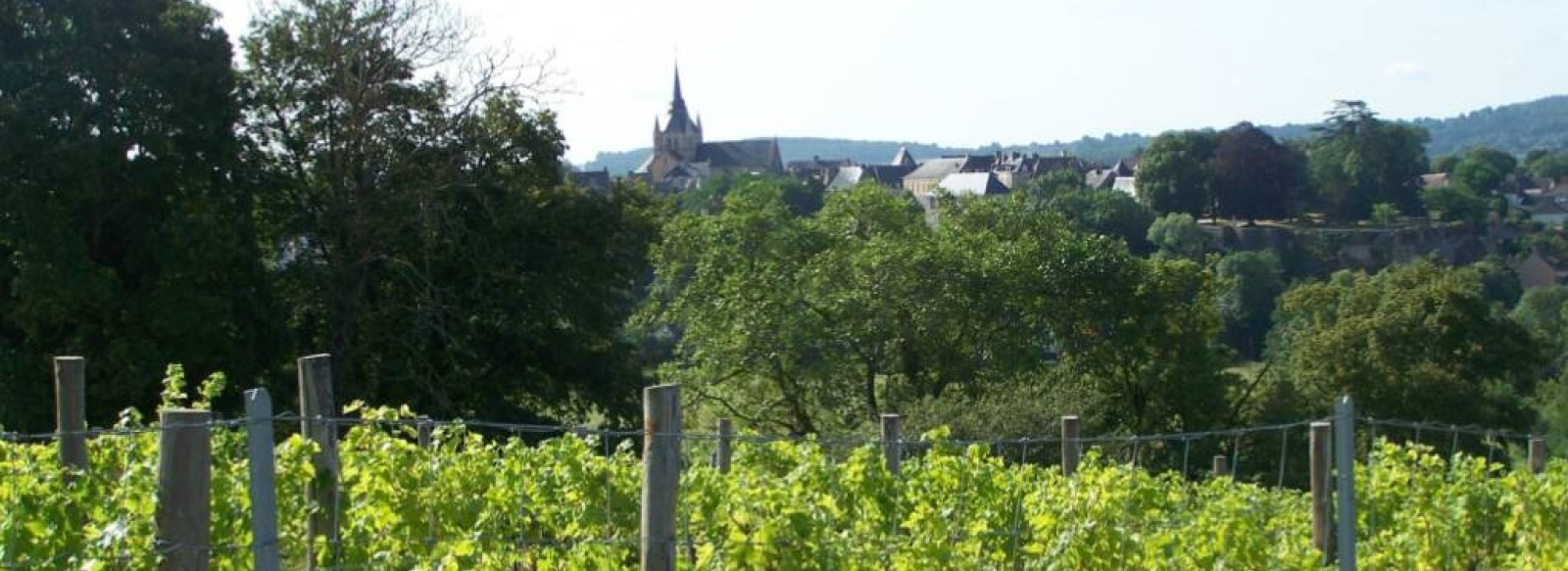 Coteau des Vignes