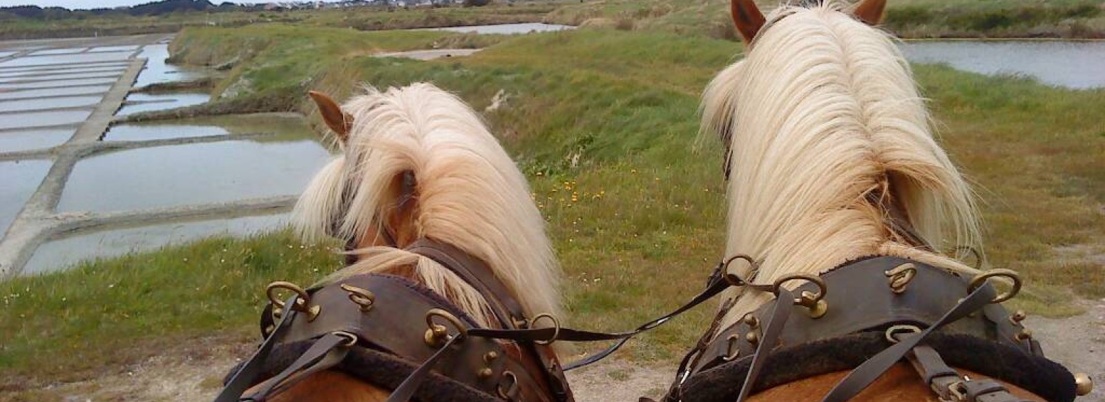 Centre equestre Les Chevaux de Congor -visites en caleche des marais