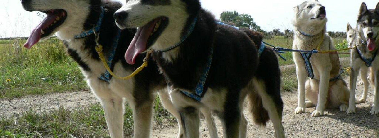 Husky dream chiens de traineau