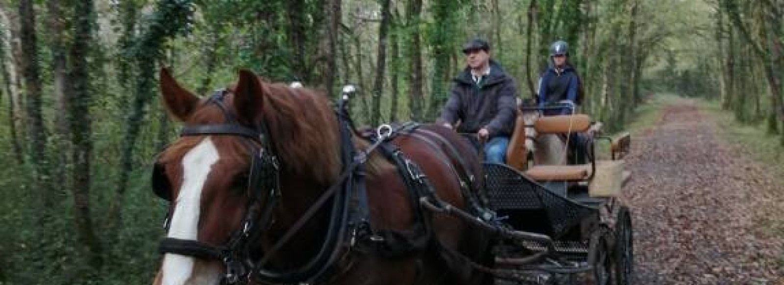 Decouverte du vignoble en attelage  avec Etienne Matrion