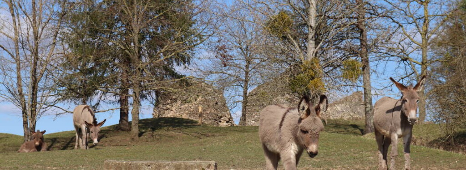 Parc animalier de Bourg-le-Roi