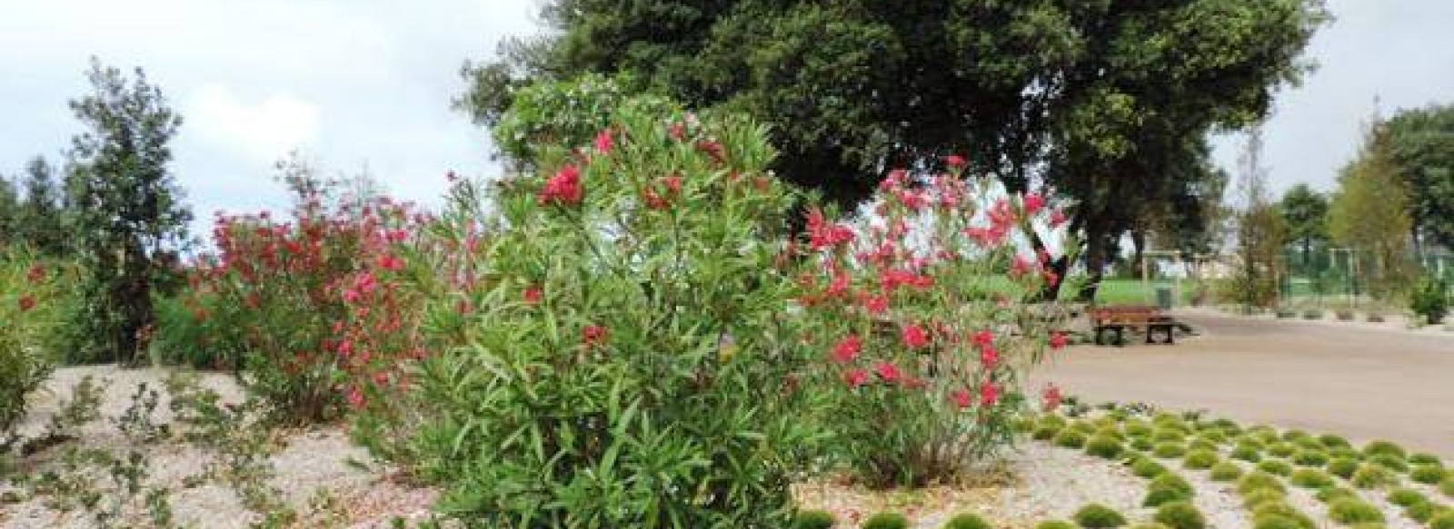 Aire de pique-nique - Parc des Roses