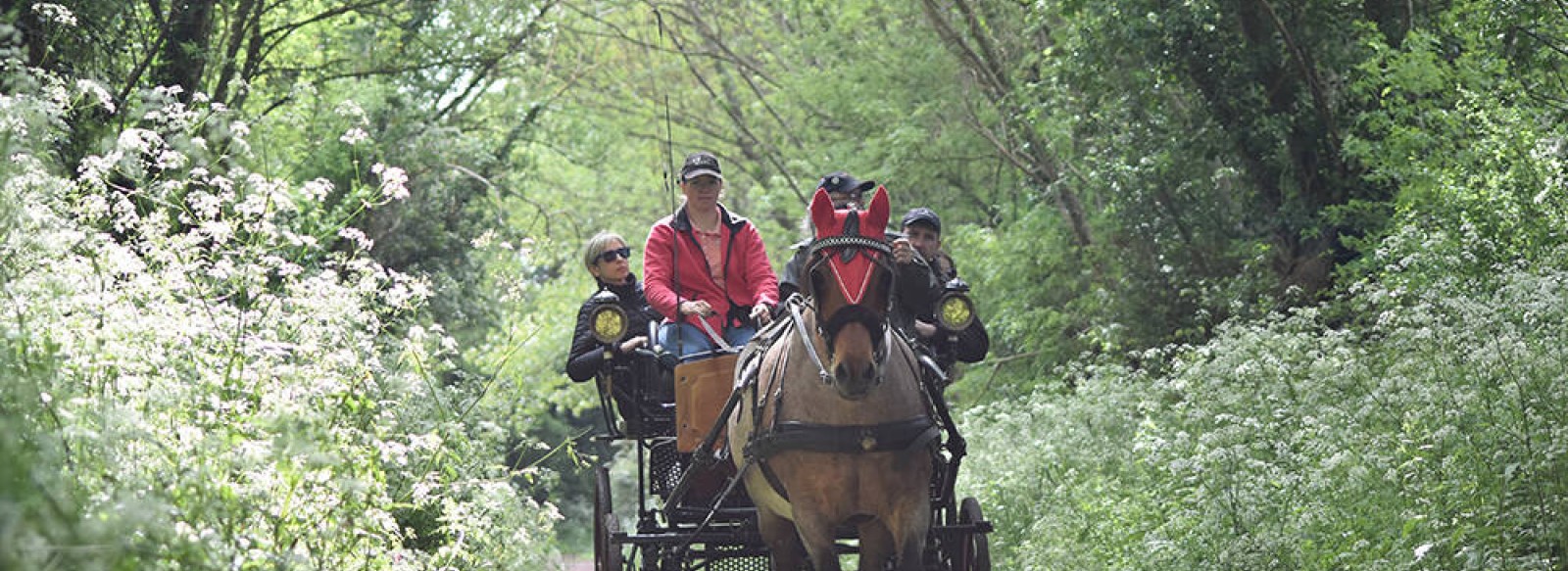 Caleche balade en wagonnette