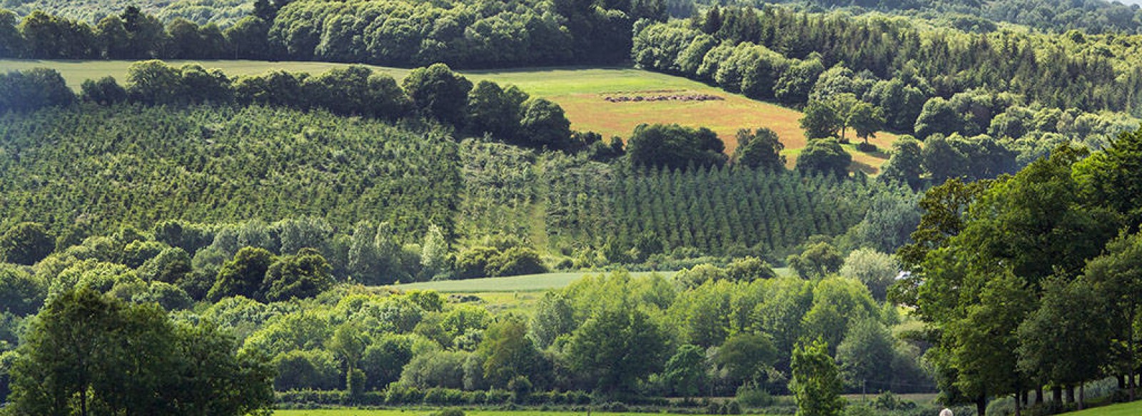 SITE DU MONT-ROCHARD