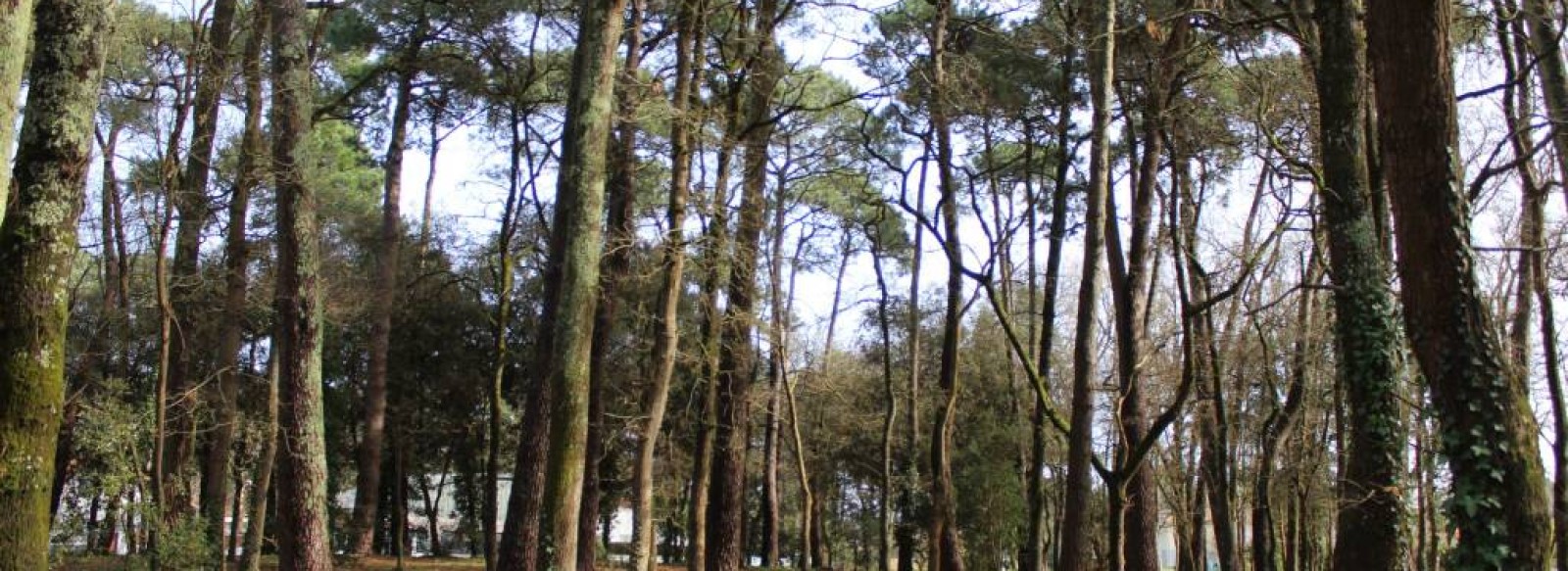 BOIS DES SOUCIS