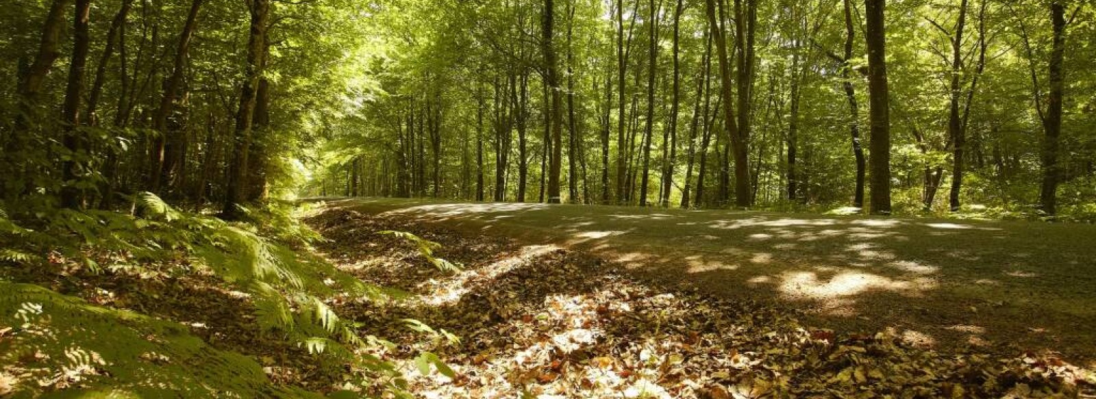 MASSIF FORESTIER DE MERVENT-VOUVANT