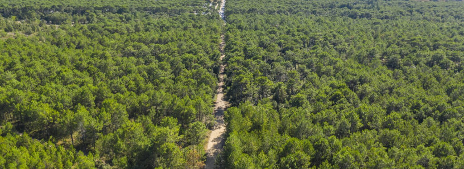 LA FORET DOMANIALE DES PAYS DE MONTS